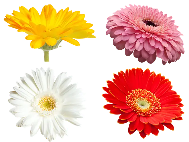 gerbera flowers color palette row