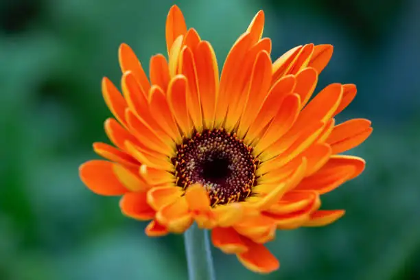 gerbera flower head macro florets