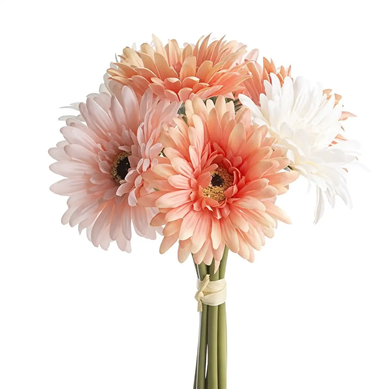 Split, Sow, or Start Clean: The Gerbera Propagation Playbook (Division & Seed, Step by Step)
