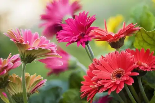 gerbera daisy division with knife