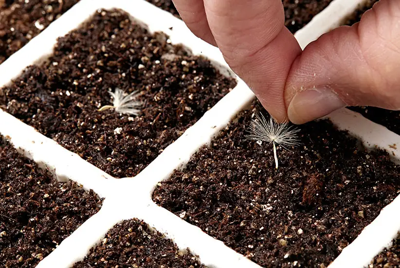 gerbera daisy seeds surface sowing