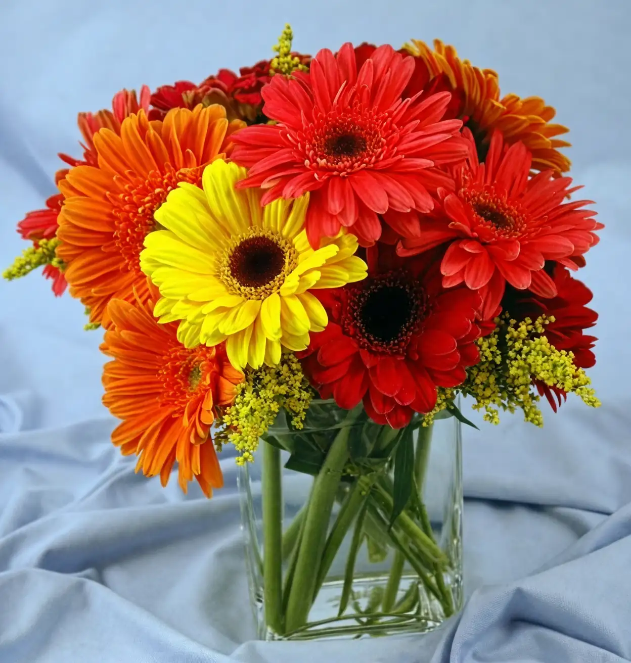 gerbera daisy cut flowers vase