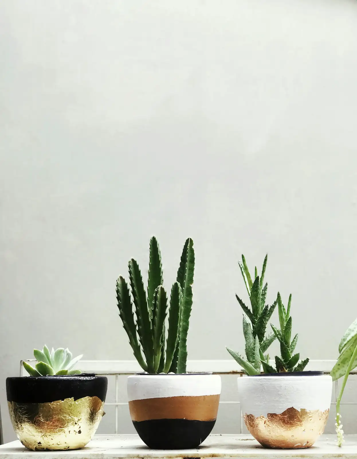 gerbera potting mix perlite coir