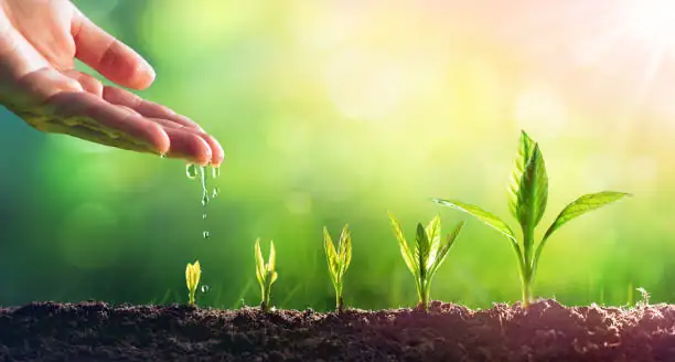 watering gerbera soil close-up hand