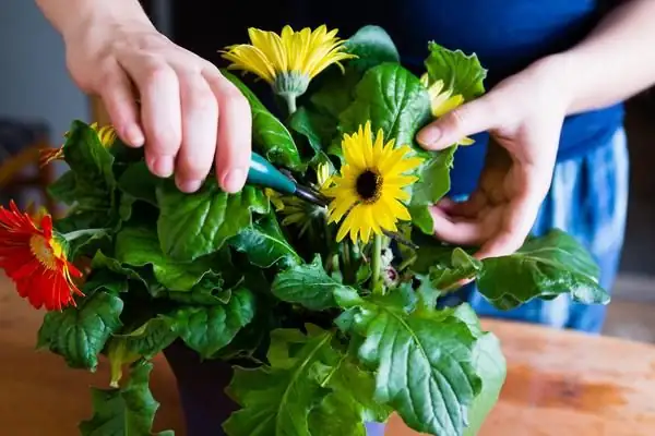 gerbera deadheading cut at base