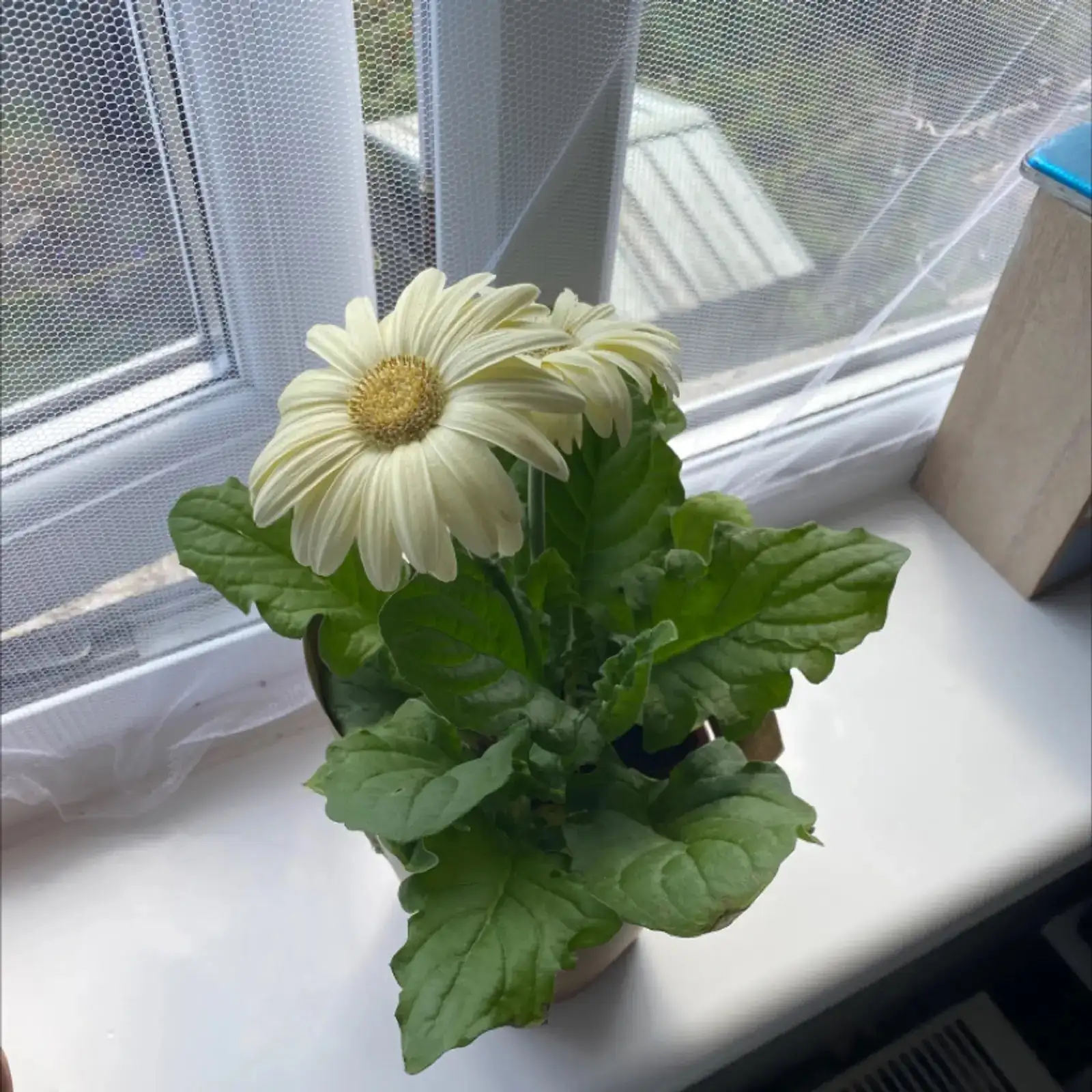 gerbera morning sun dappled shade