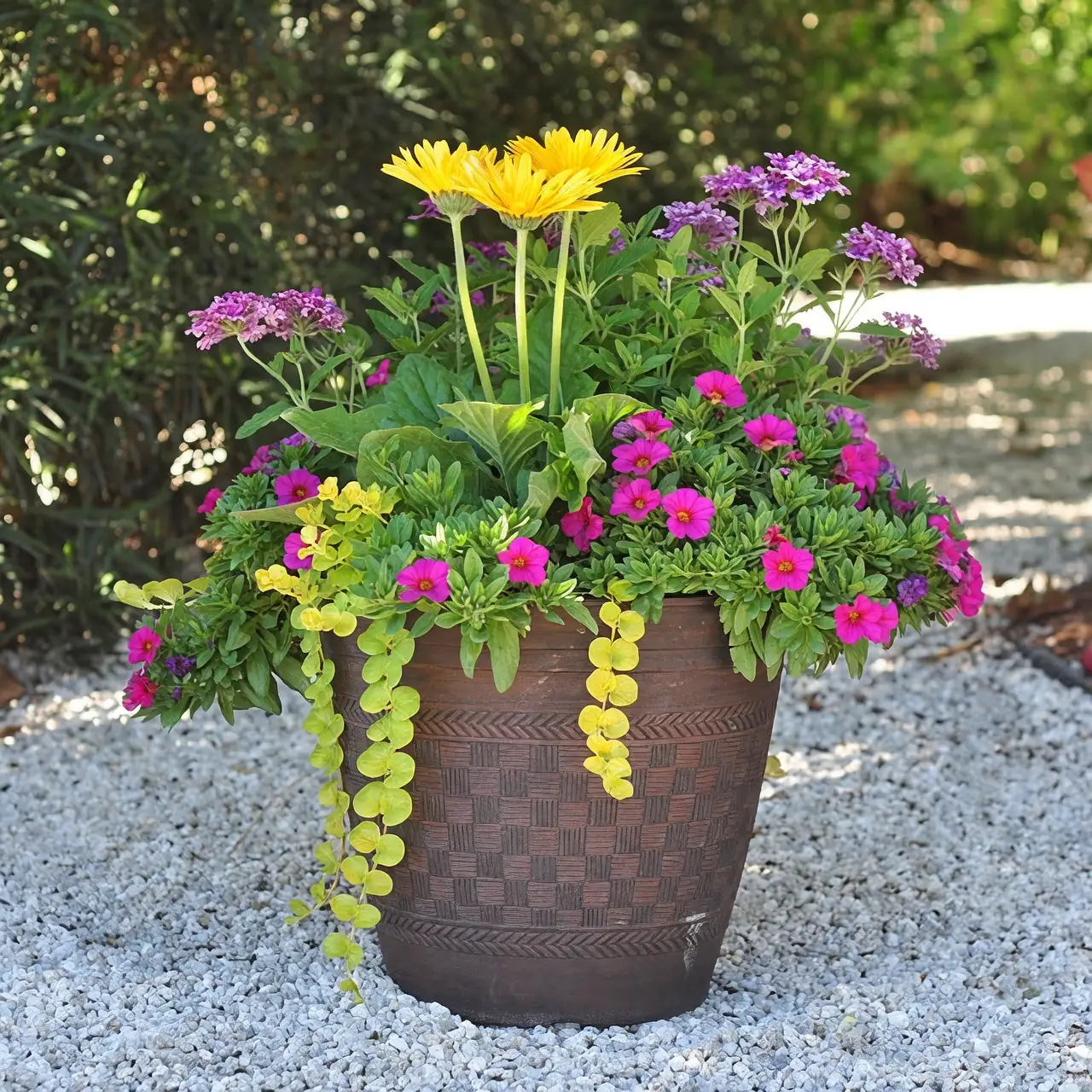 Pollinator‑Friendly, Patio‑Pretty: Companion Plants That Make Gerberas Shine