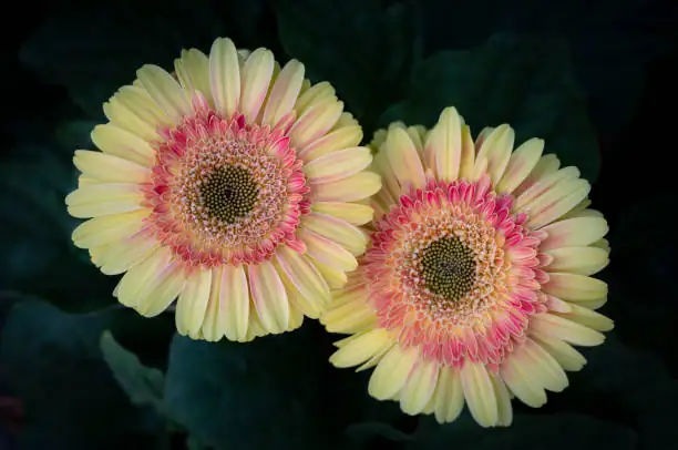 gerbera crown spacing top-down