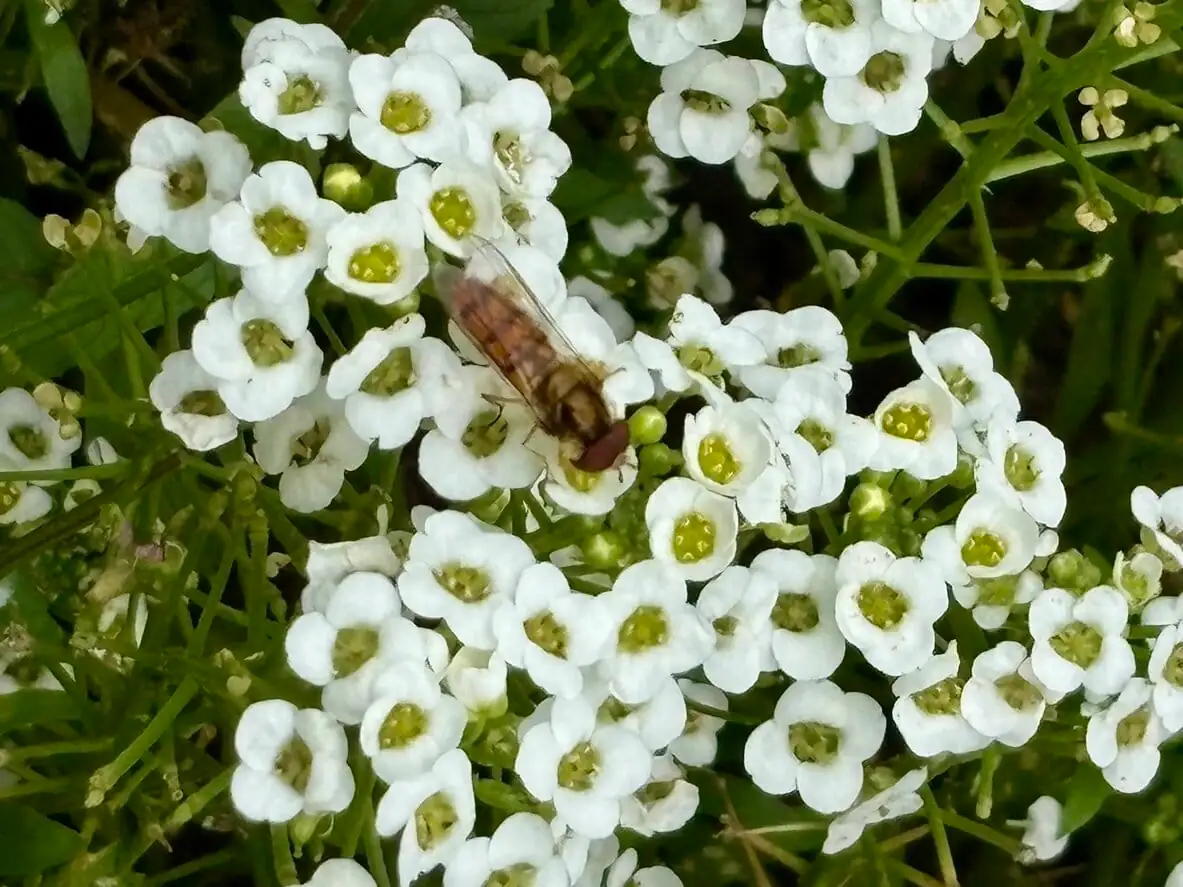 gerbera with sweet alyssum hoverfly