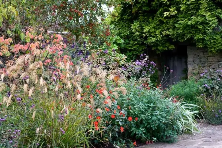 gerbera border with salvias verbena