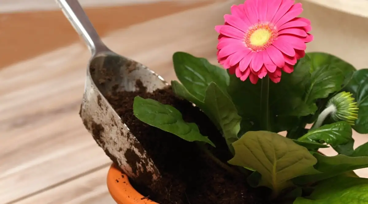 gerbera watering soil not crown