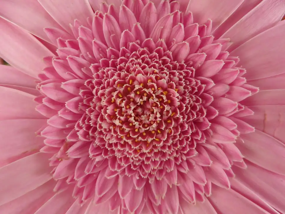 gerbera daisy flower center macro