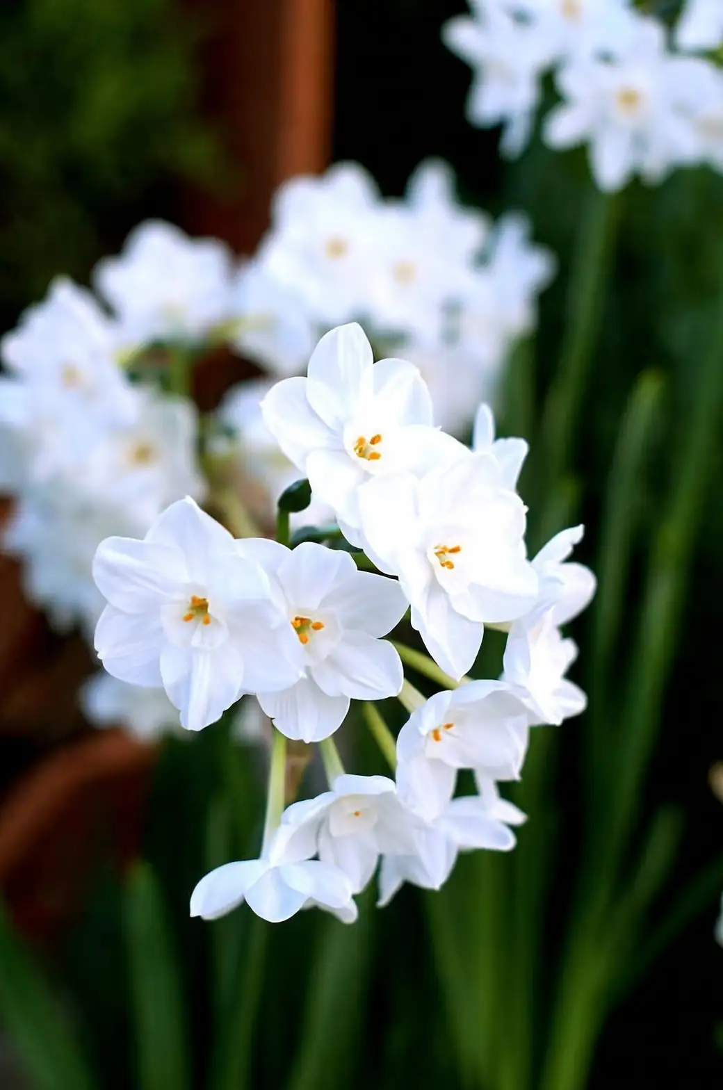 Paperwhites That Don’t Flop: The Cool-Bright-Low-Water Playbook (+ Week-by-Week Forcing Plan)