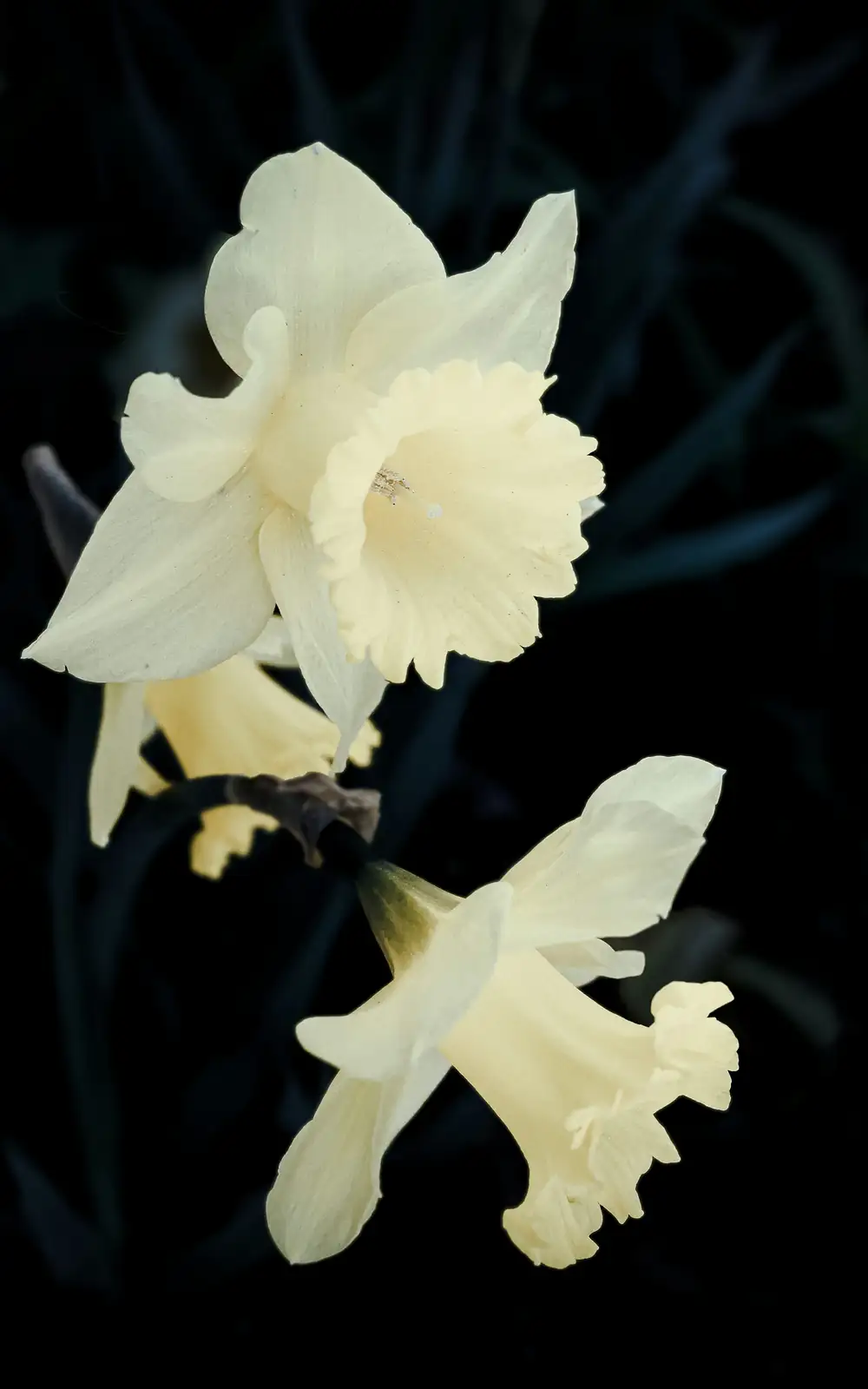 paperwhite narcissus buds close-up