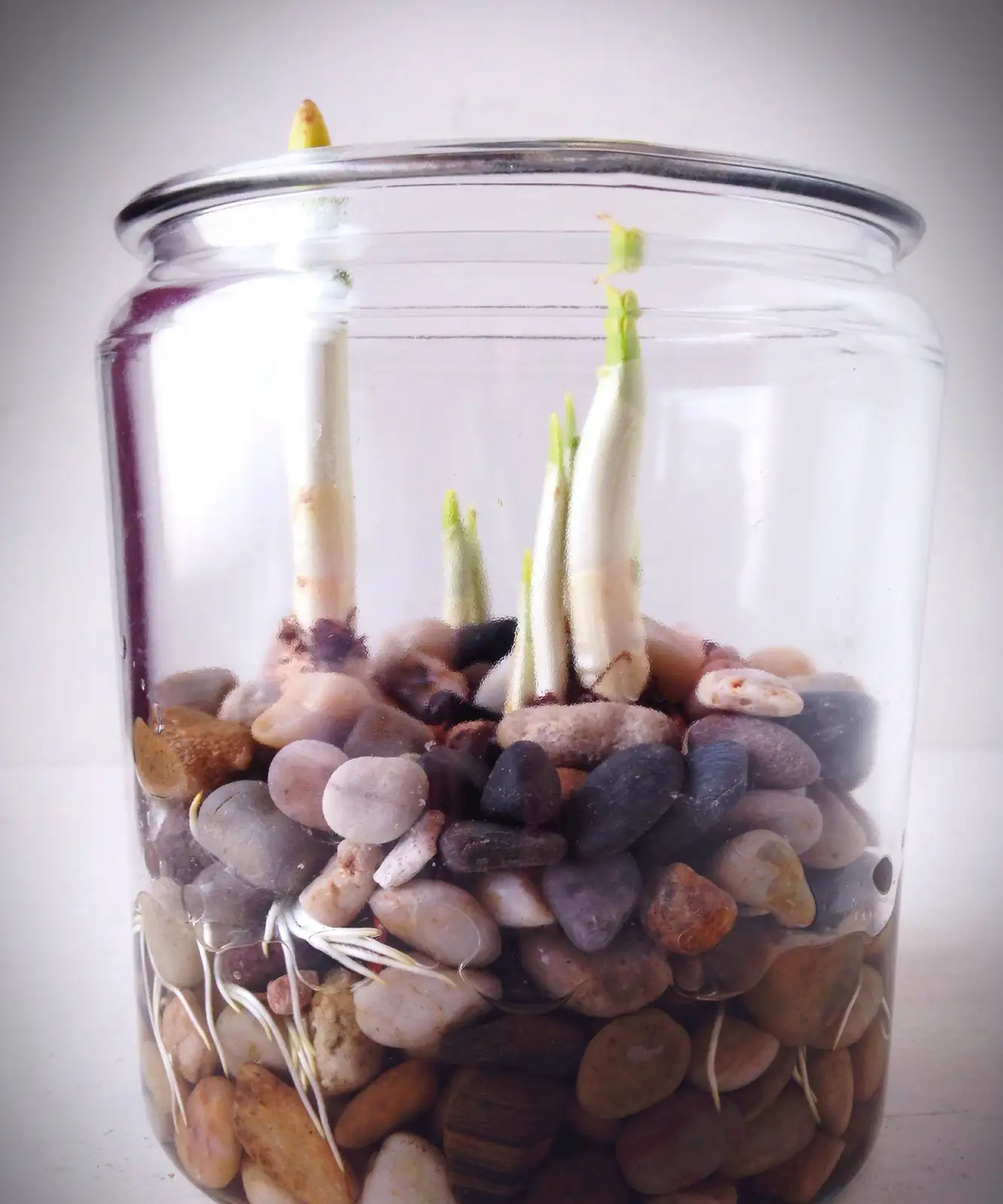 paperwhite bulbs glass pebble bowl