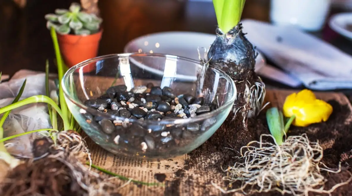 paperwhite bulbs in pebble bowl