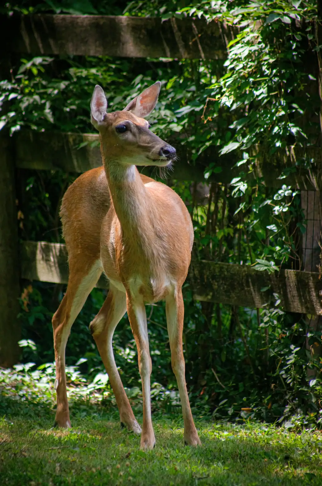 deer near paperwhite garden bed