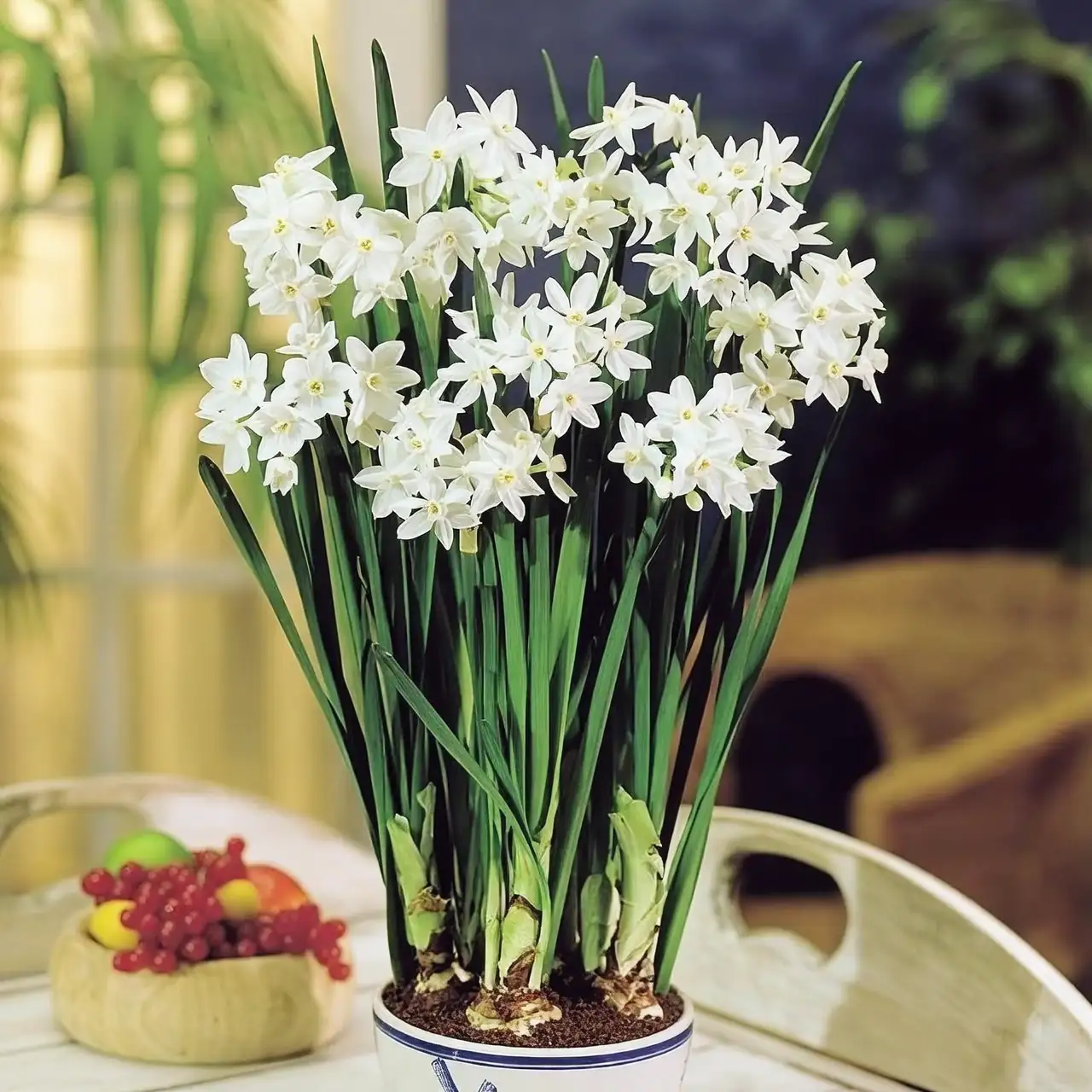 What Does 水仙 Say? The Flower Language of Narcissus—from Greek Mirror Myths to Lunar New Year Prosperity