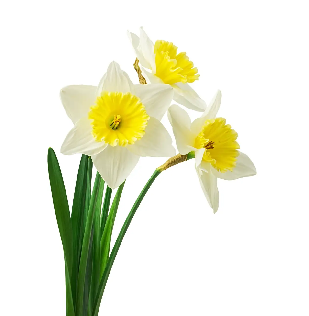 paperwhite narcissus pebble bowl training