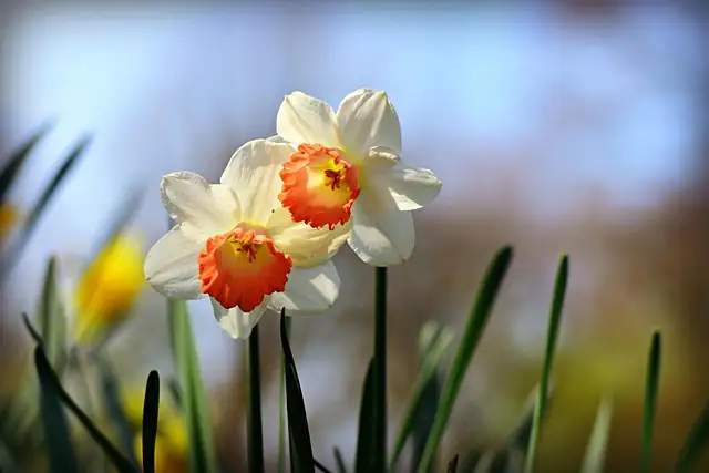 paperwhite narcissus roots in water close-up