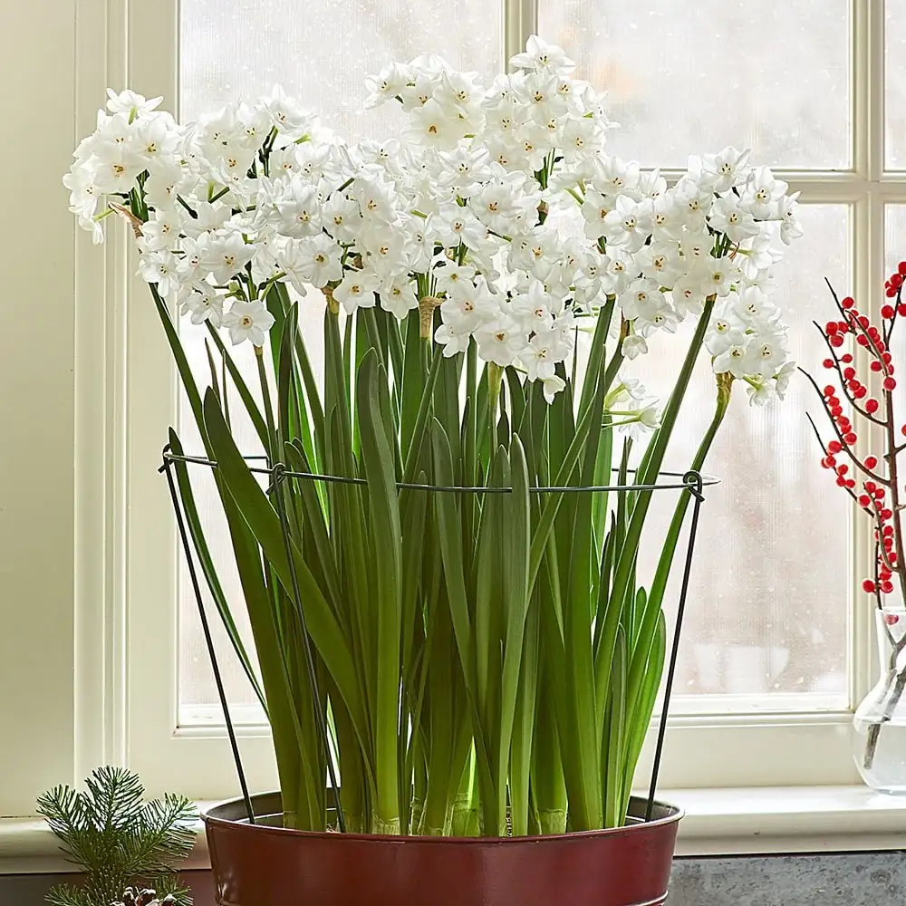 paperwhite stems with twig support