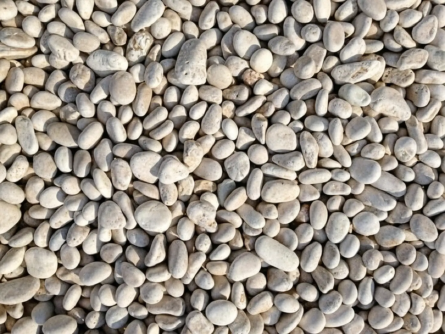 paperwhite pebbles bowl water level