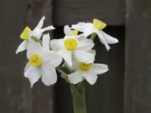 Who Plays Nice with Paperwhites? Companion Planting for Mild-Climate Gardens