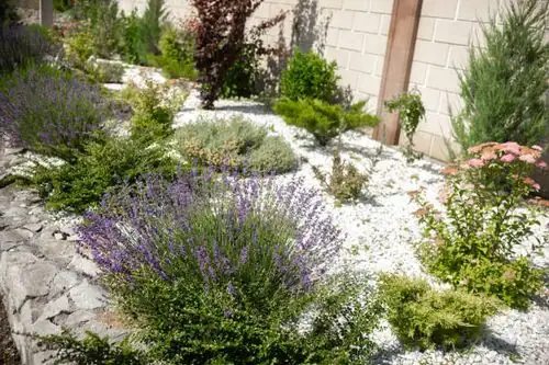 paperwhite lavender rosemary coastal bed