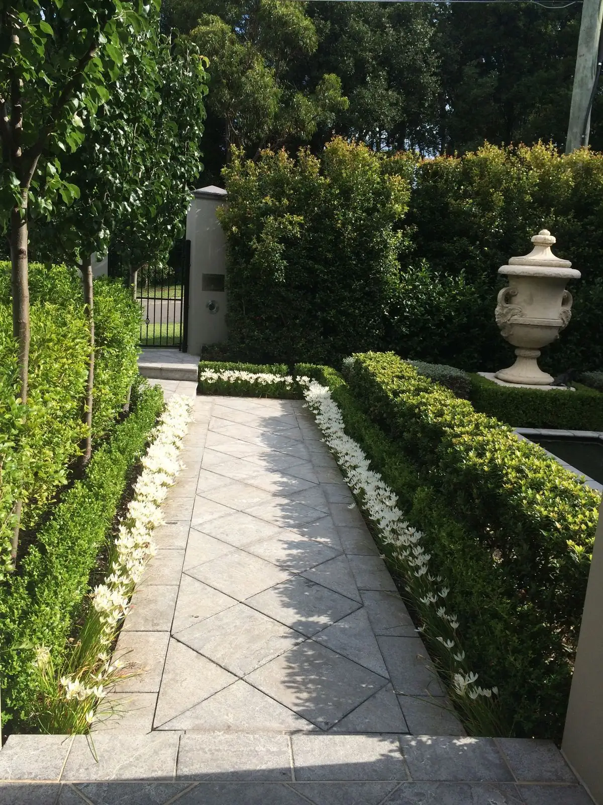 paperwhite along walkway low hedge