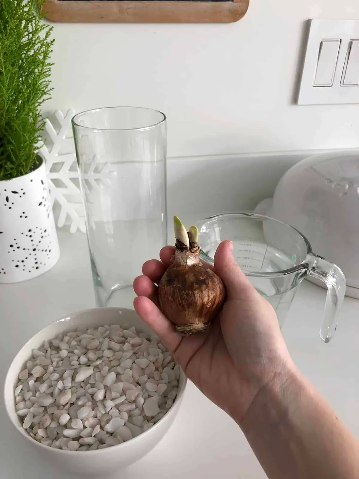 Water, Not Potting Mix: The Fail-Safe Guide to Growing Paperwhites in Pebble Bowls