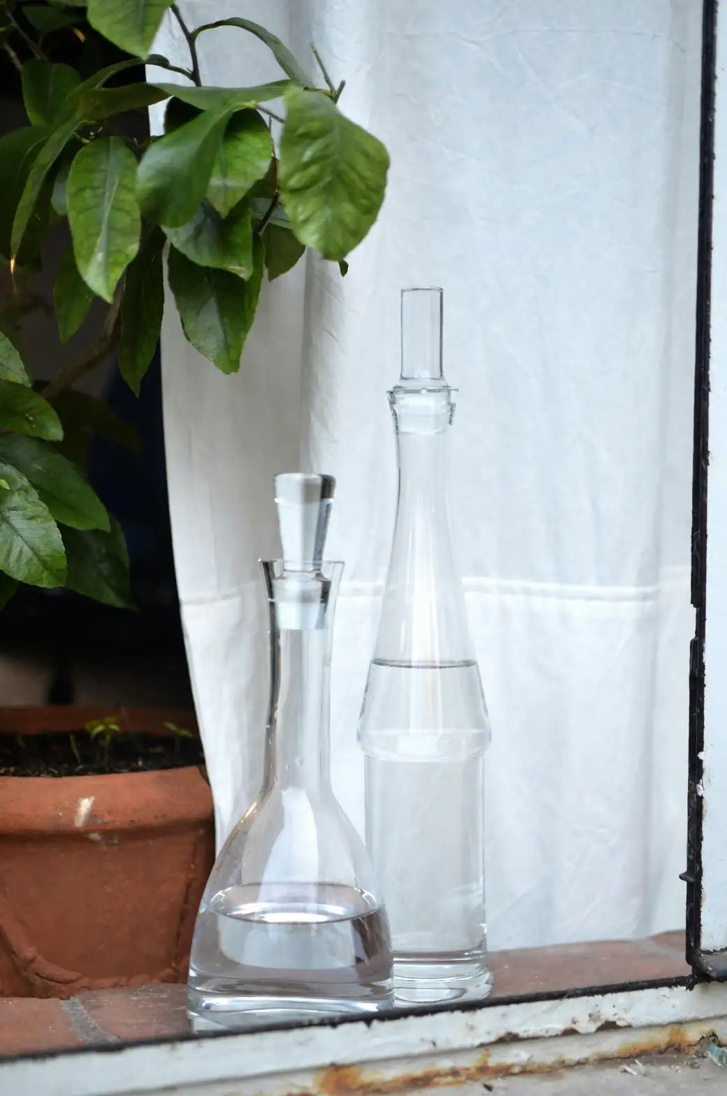 paperwhite on bright windowsill