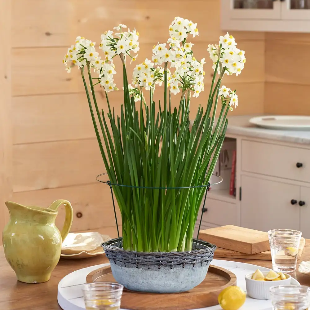 paperwhite bulbs in pebbles bowl