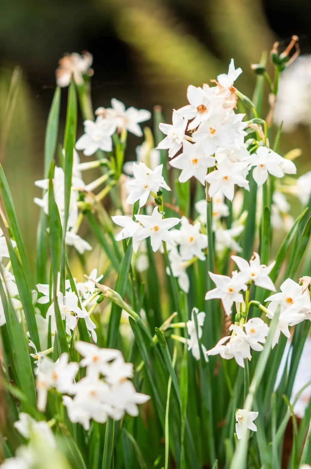 No‑Flop Paperwhites: The Cool‑Bright Rule (and the famous ‘cocktail’ trick)