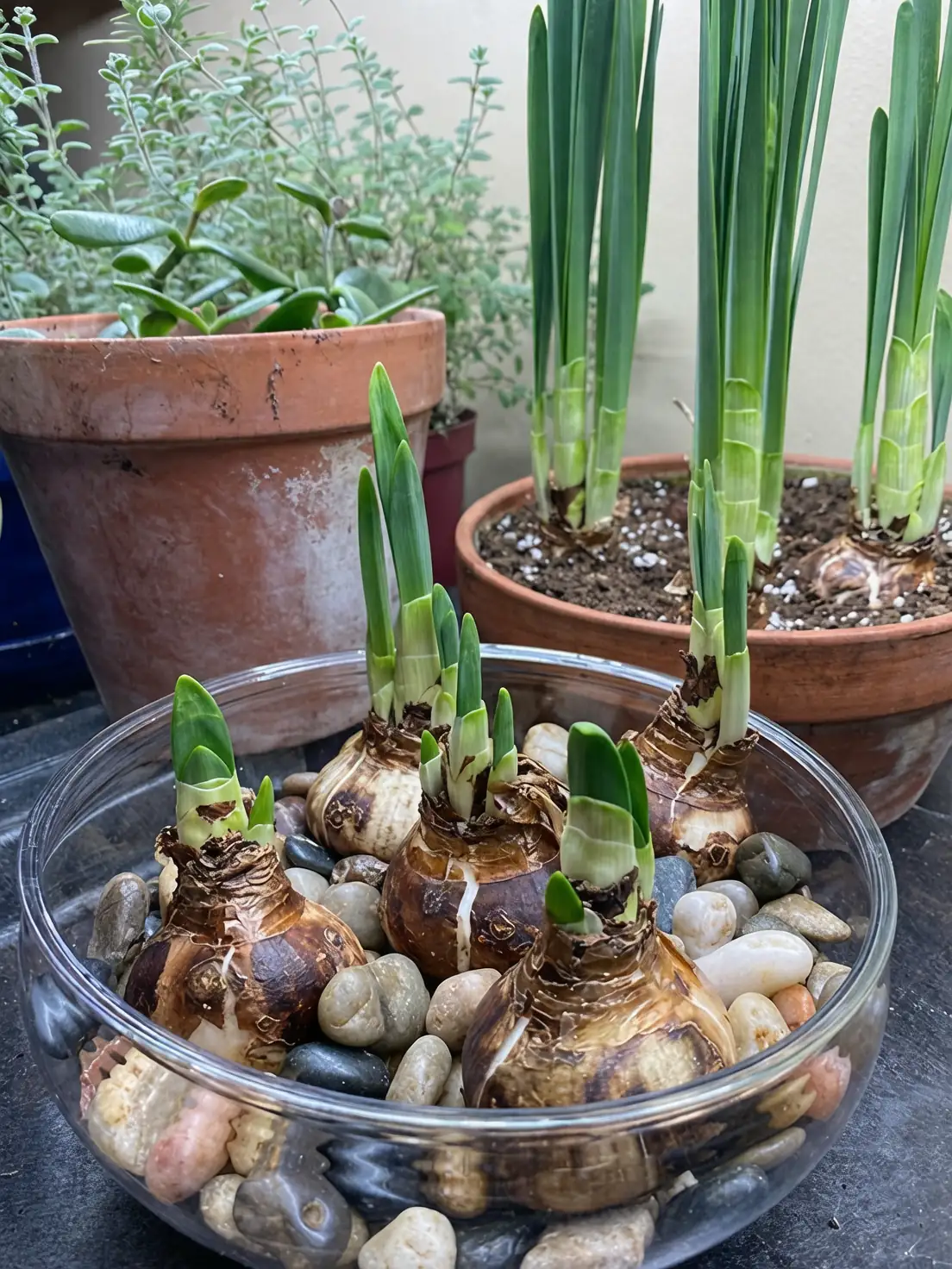 paperwhite bulbs in potting mix