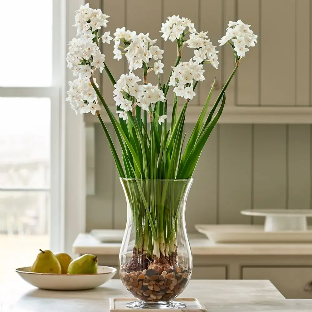 paperwhite stems in hurricane vase