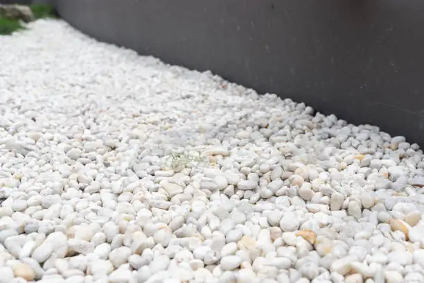 Pebbles, Not Potting Soil? Master the Water‑Bowl Paperwhite in 10 Minutes