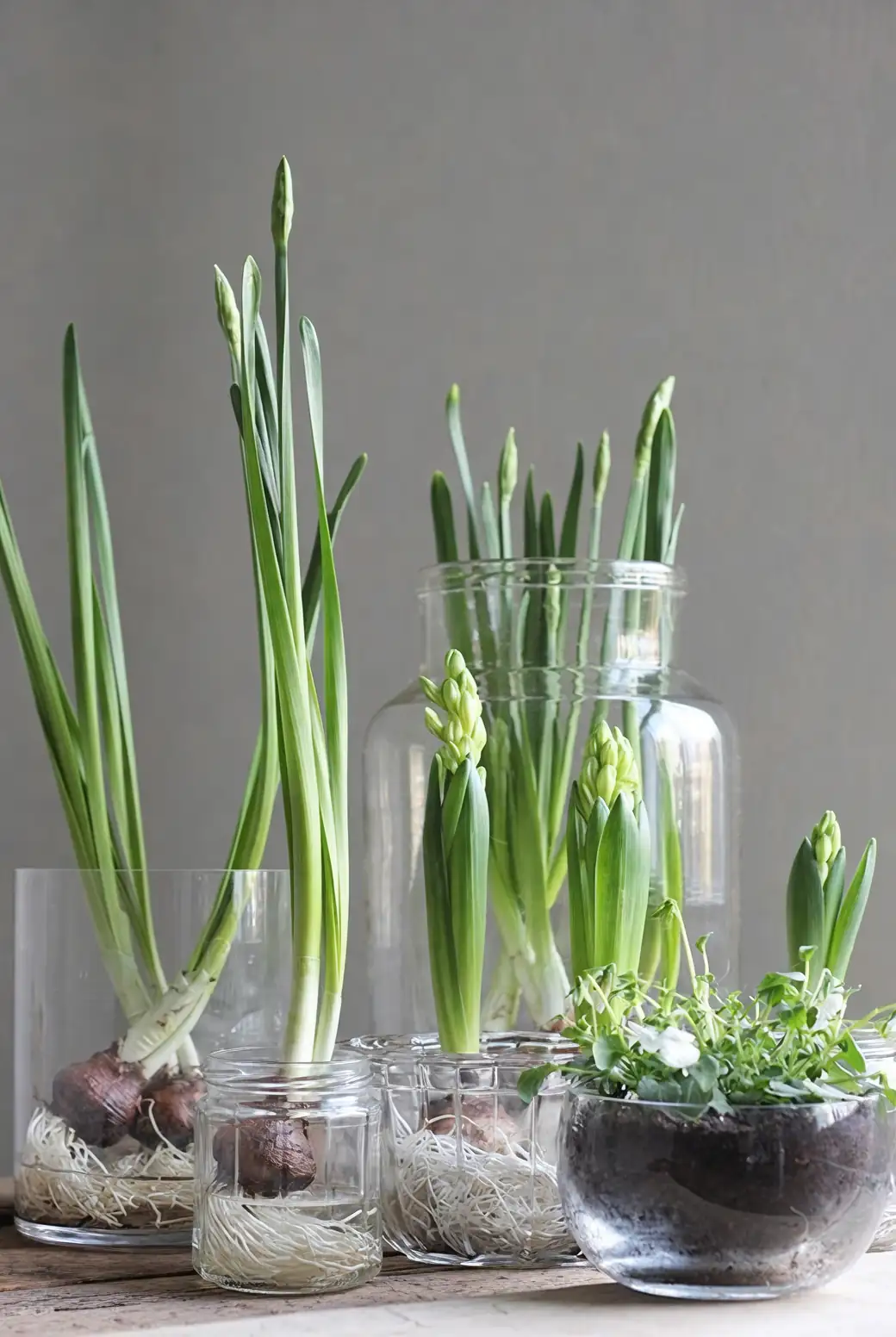 paperwhite roots in glass bowl