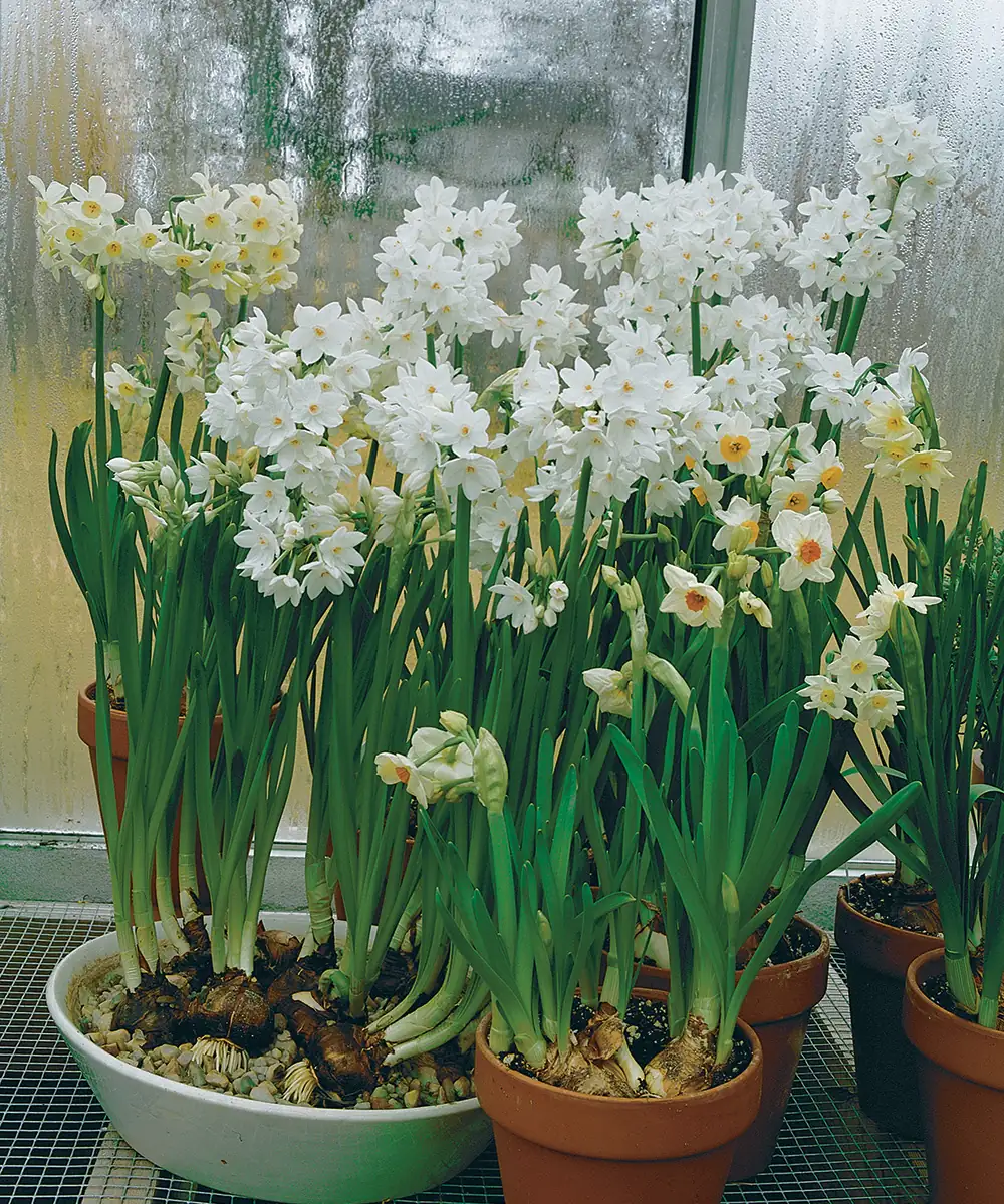 Mushy Bulbs, Blue Mold, Mystery Leaves: A Paperwhite Troubleshooter’s Guide