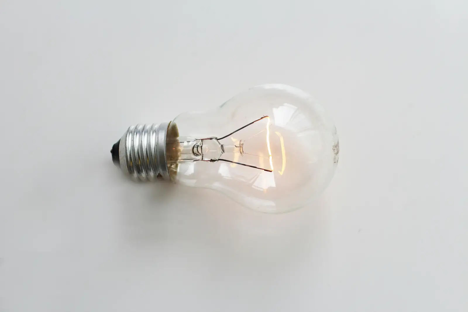 paperwhite bulb basal rot close-up