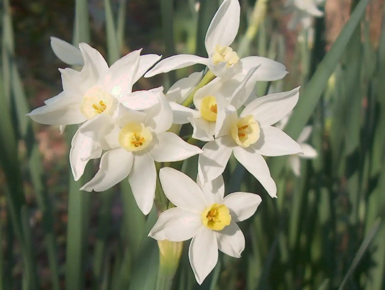 narcissus tazetta wild coastal rocks