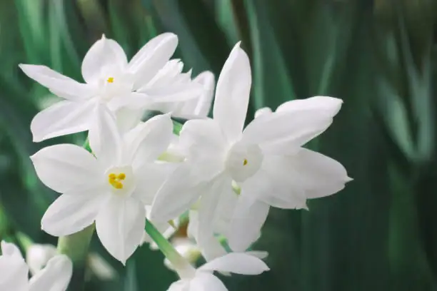 paperwhite narcissus flower cluster close-up