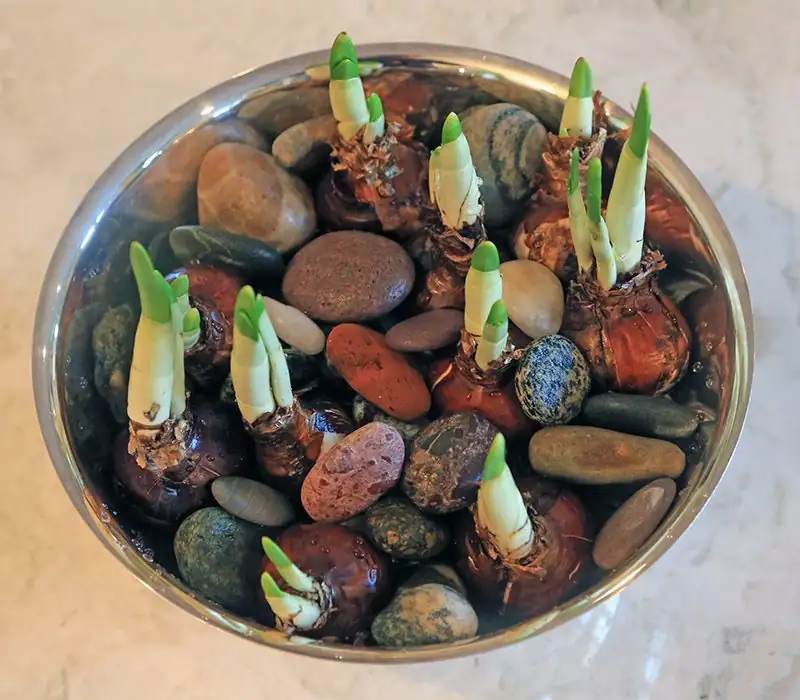 paperwhite narcissus water culture pebbles