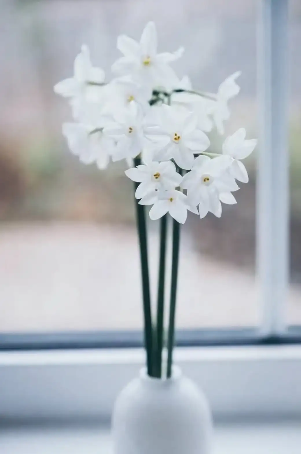Why Paperwhites Bloom Without Winter: The Science (and Scent) of ‘Instant Spring’