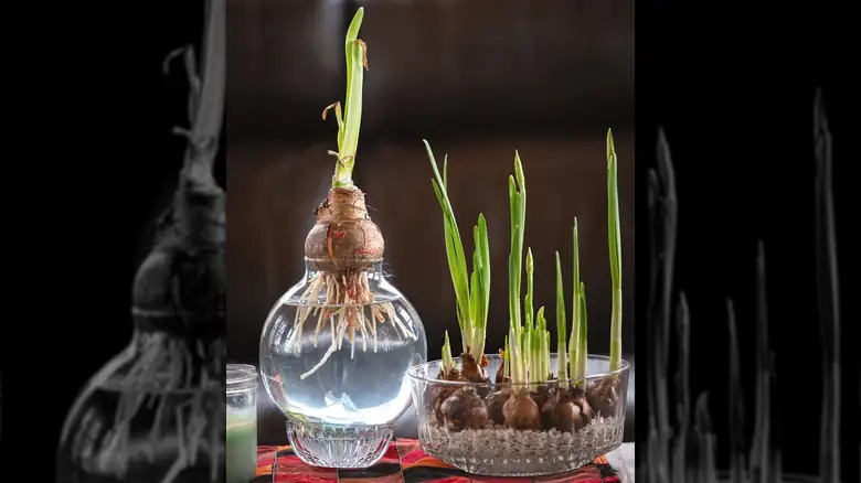 paperwhite bulbs pebbles water roots