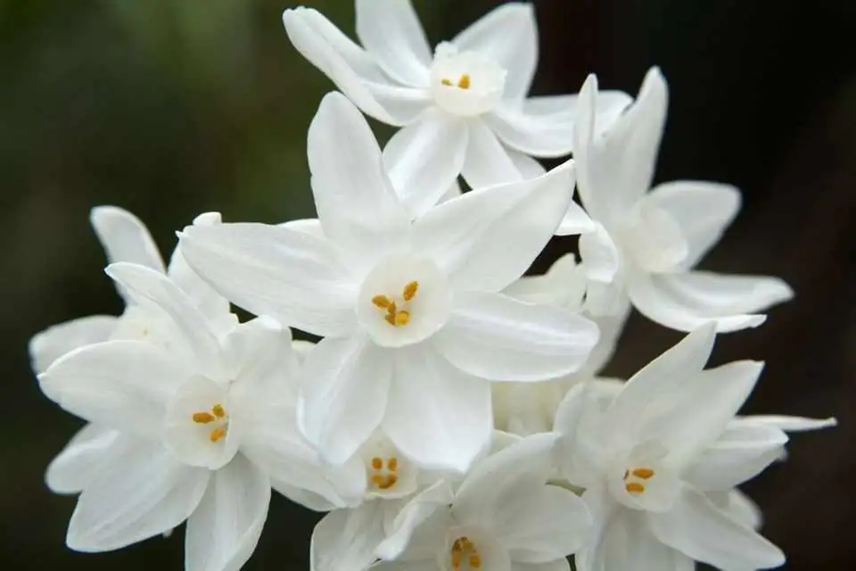 paperwhite flower cluster close-up
