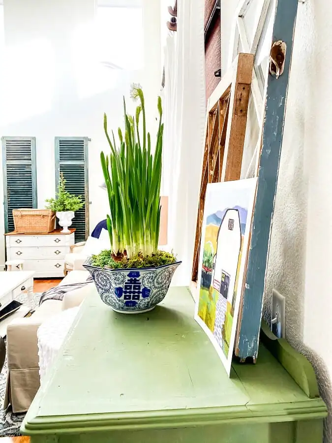 paperwhite leggy stems indoor support