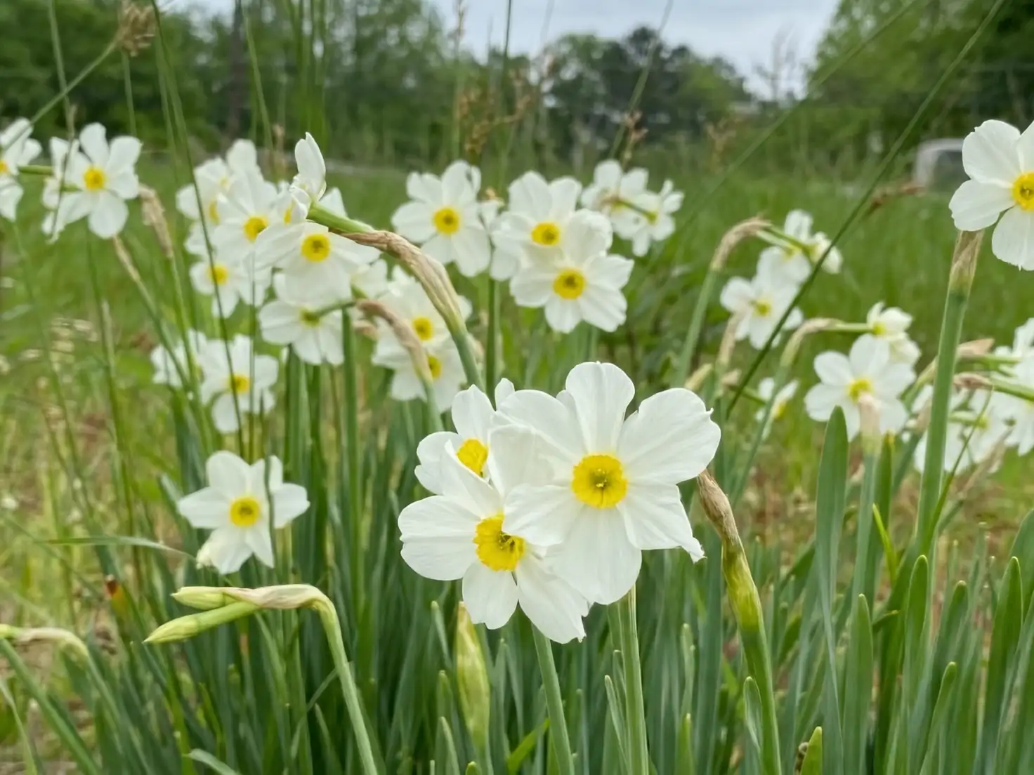 paperwhite narcissus garden clump