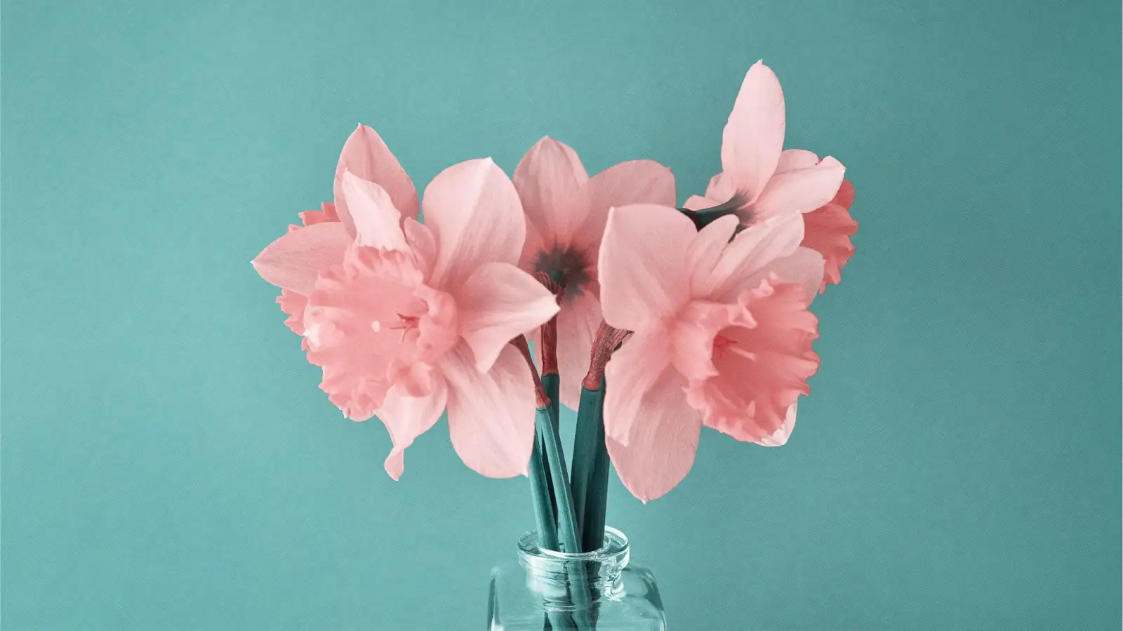 paperwhite narcissus mirror reflection