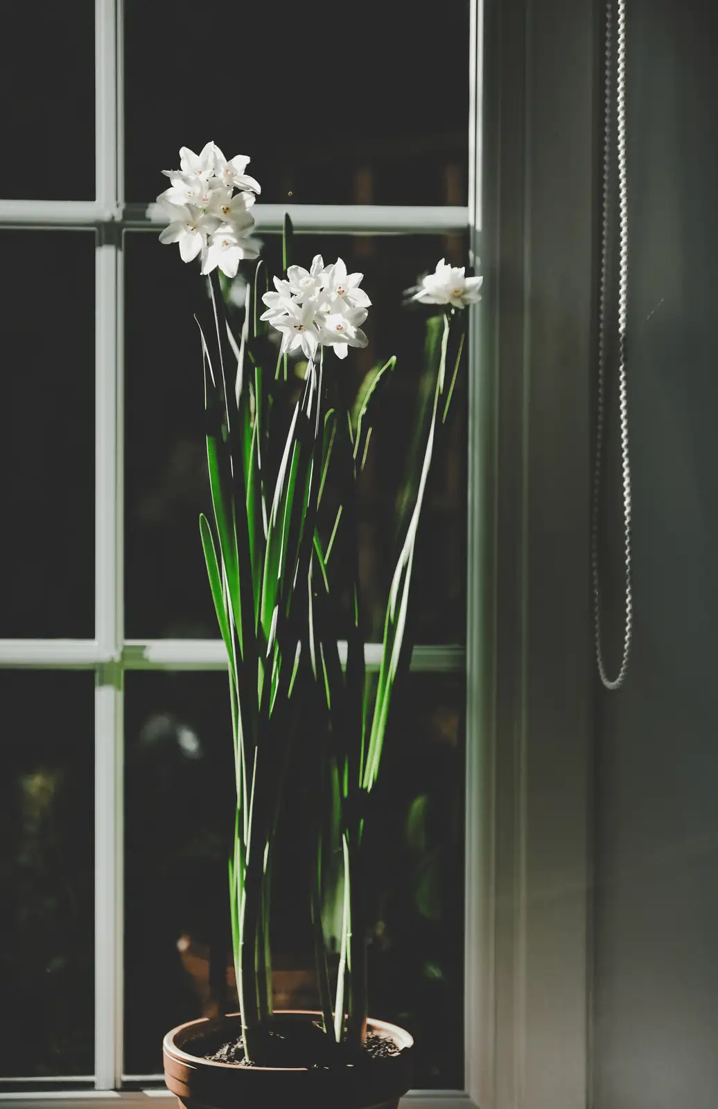 Bulb Whisperer: Divide, Offset, and Basal‑Plate Your Way to a Paperwhite Colony