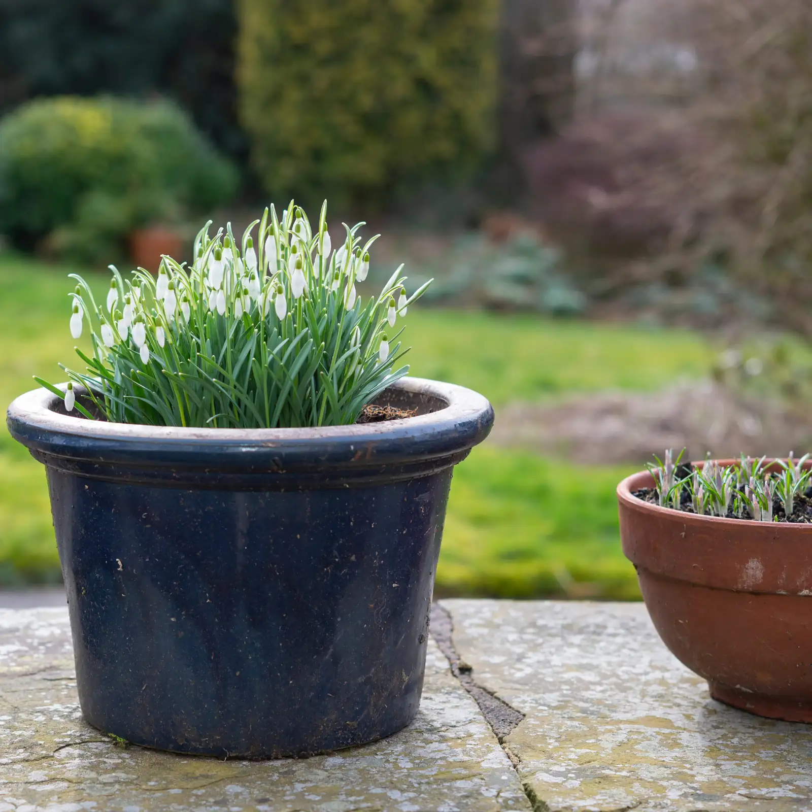 paperwhite crowded bulb clump garden